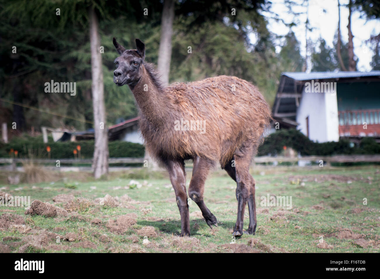 Le lama (Lama glama) dans la région de Cajamarca, Pérou Banque D'Images