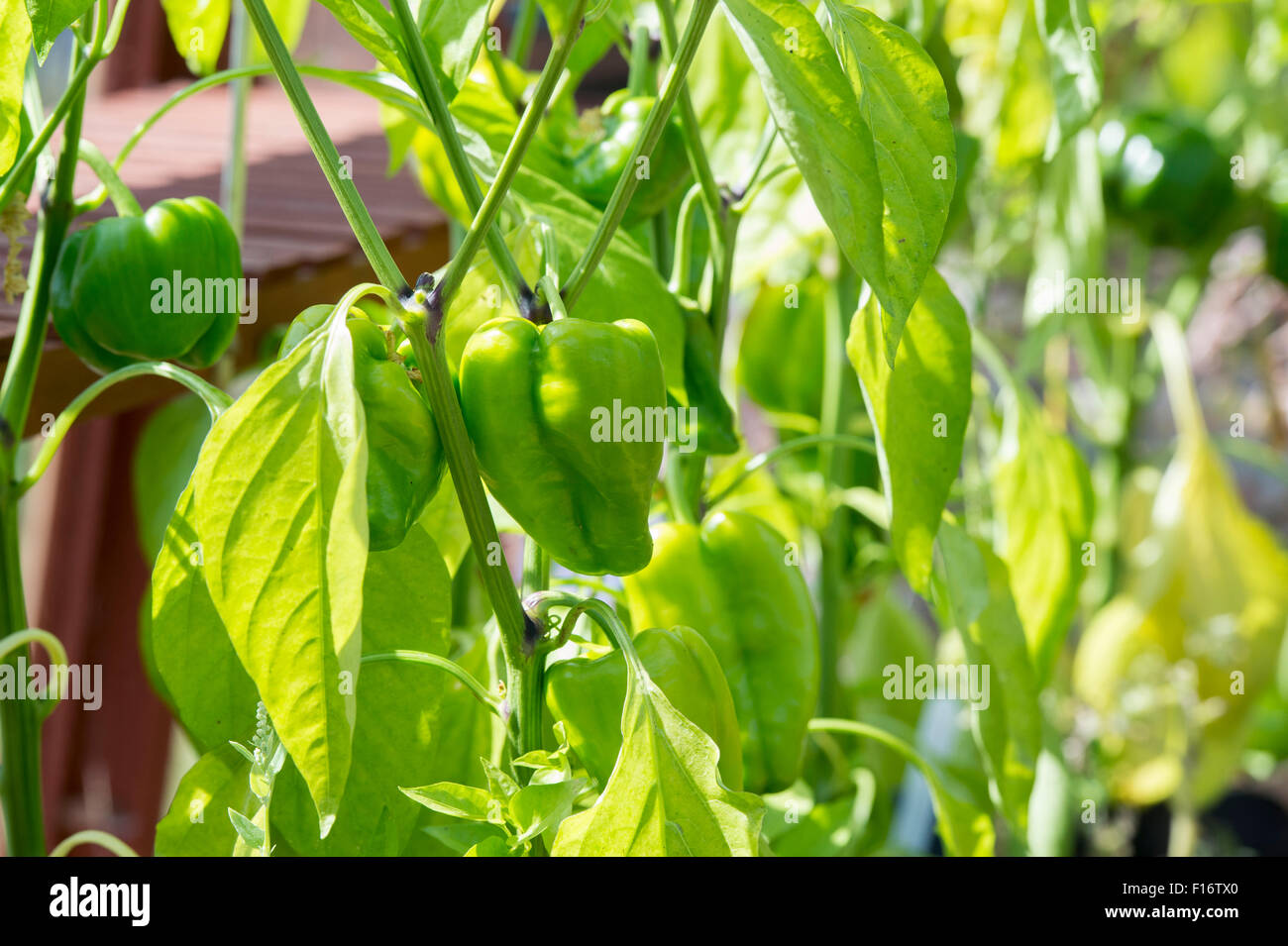Capsicum annum. 'Sweet poivron California Wonder' de plus en plus sur la plante dans une serre Banque D'Images