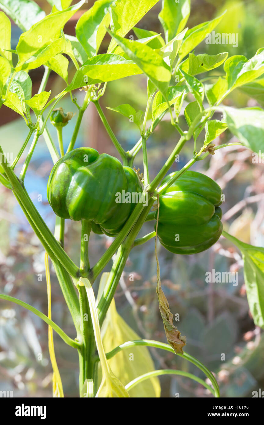 Capsicum annum. 'Sweet poivron California Wonder' de plus en plus sur la plante dans une serre Banque D'Images