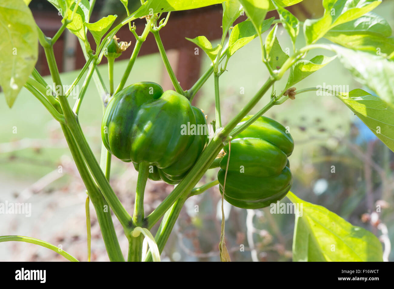 Capsicum annum. 'Sweet poivron California Wonder' de plus en plus sur la plante dans une serre Banque D'Images