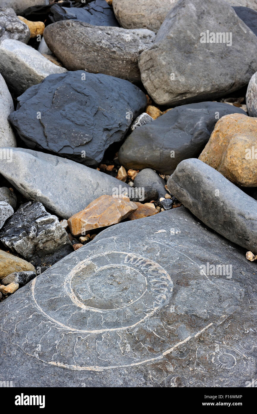 Grande ammonite combustibles intégré dans Pinhay au rocher sur la plage près de la baie de Lyme Regis le long de la Côte Jurassique, Dorset, Angleterre du sud Banque D'Images
