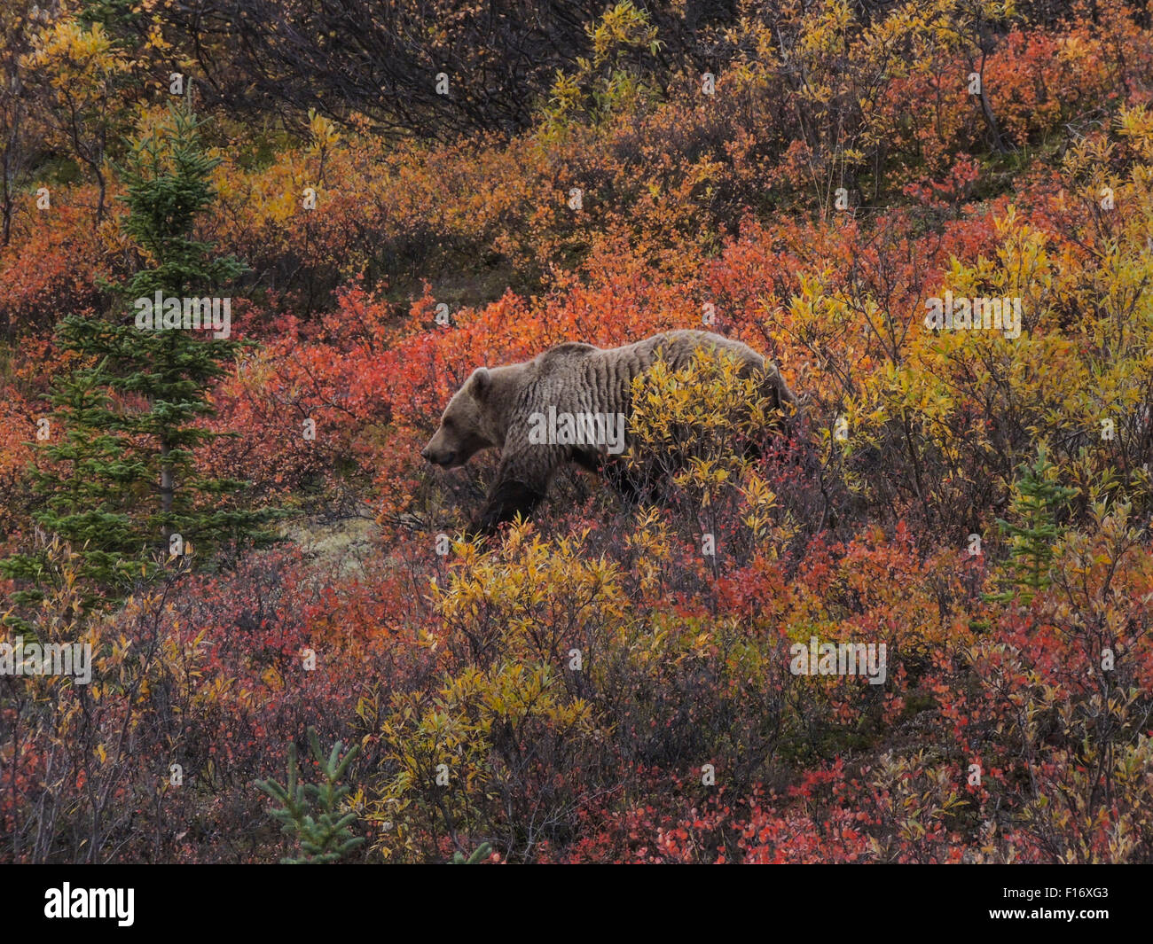 Grizzly (Ursus arctos) ours, Denali Nat'l Park, Alaska Banque D'Images