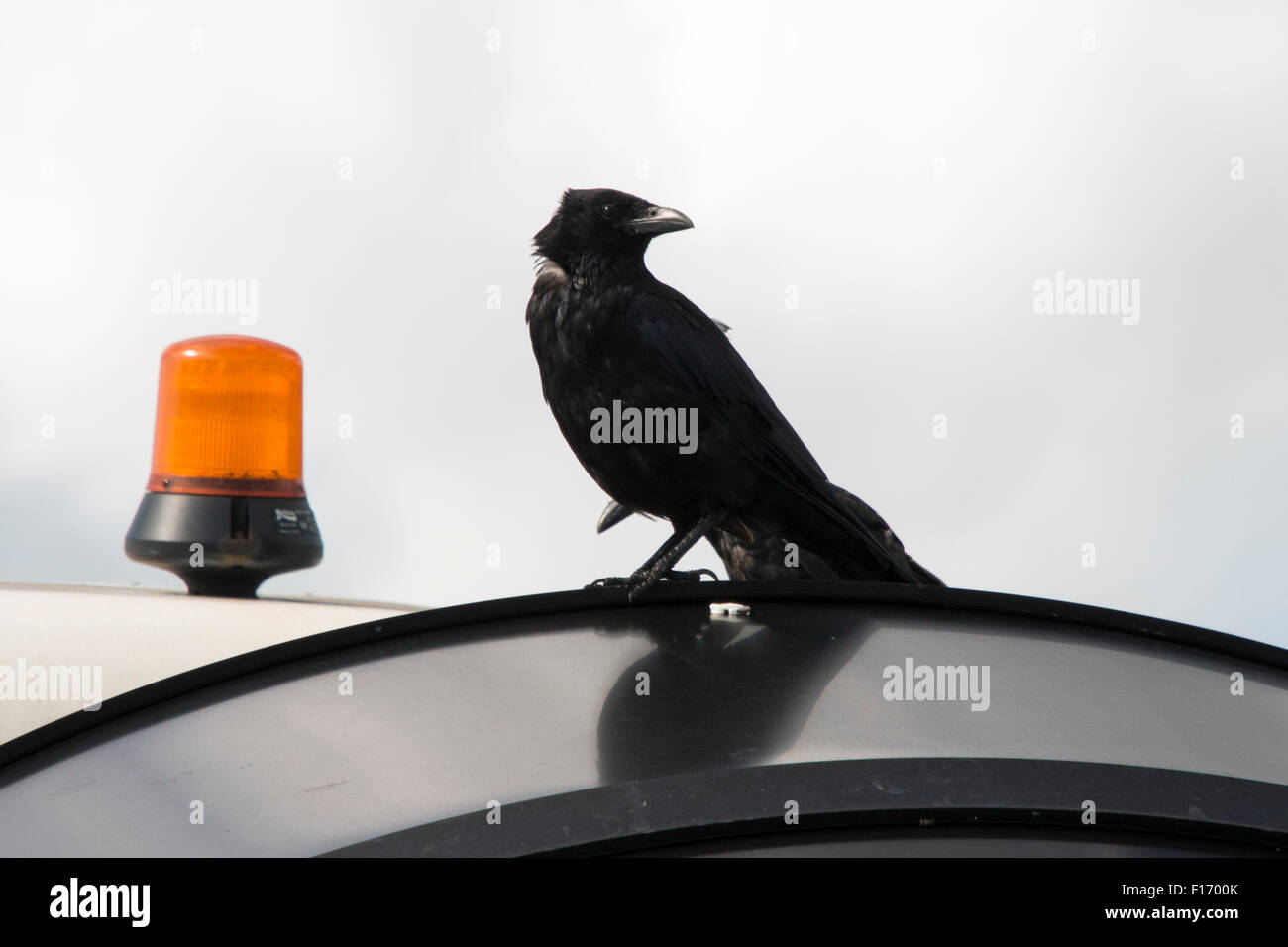 Le corbeau est l'un des oiseaux les plus astucieuse et les plus adaptables.Il est souvent assez effrayant, bien qu'il puisse être méfiant de l'homme. Banque D'Images