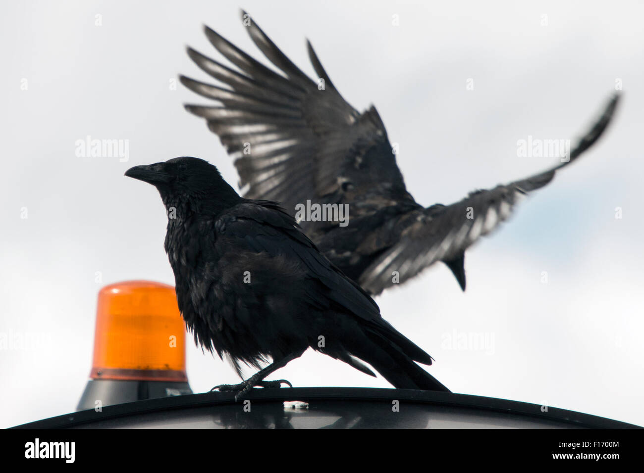 Le corbeau est l'un des oiseaux les plus astucieuse et les plus adaptables.Il est souvent assez effrayant, bien qu'il puisse être méfiant de l'homme. Banque D'Images