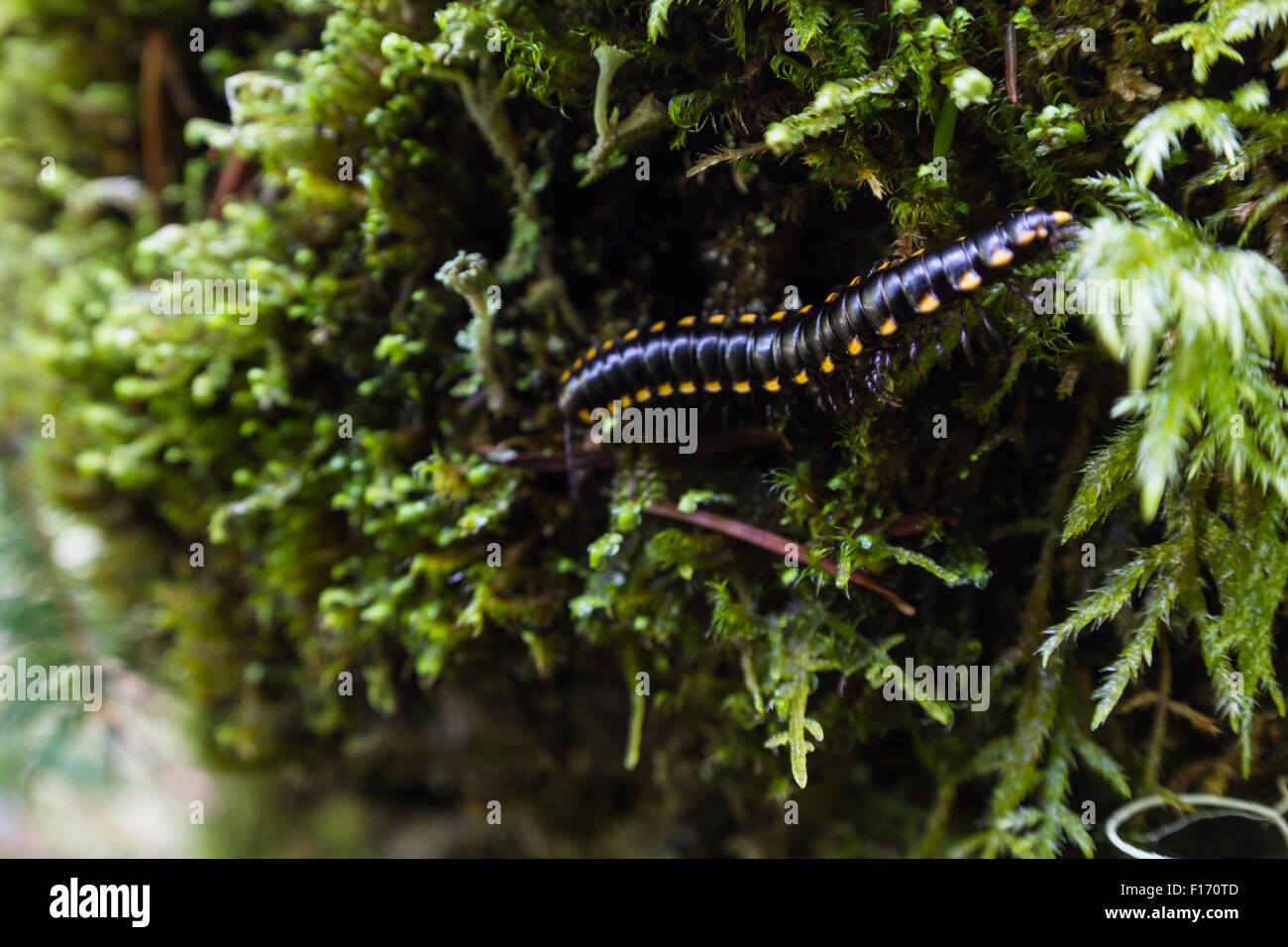 Close up avec un objectif grand angle, d'un mille-pattes marcher plus de mousse verte dans une forêt Banque D'Images