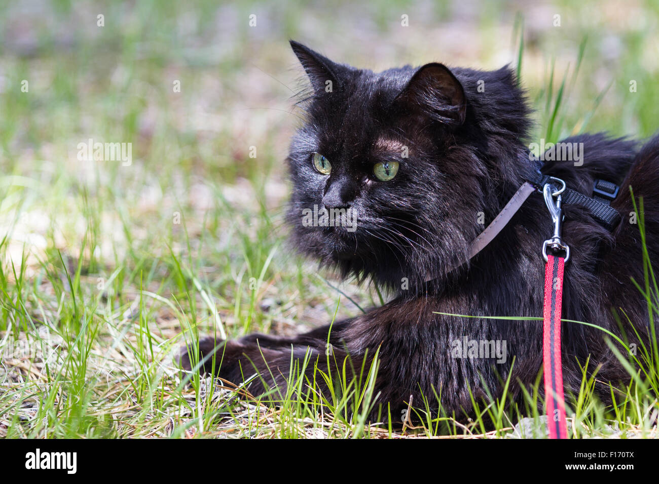 Close up d'un chat en laisse à l'extérieur porte un harnais portant sur l'herbe verte Banque D'Images