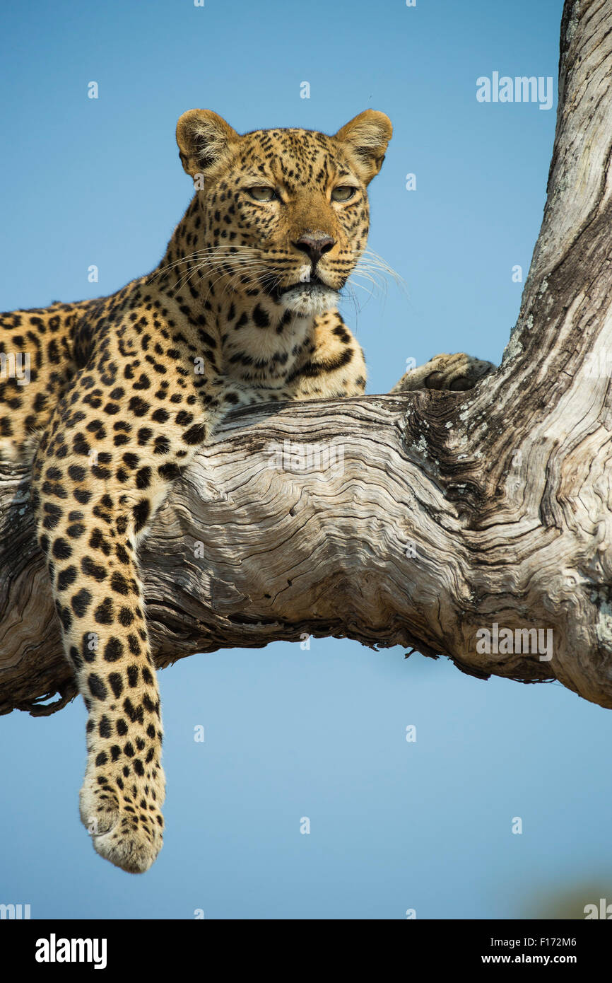 Portrait d'un léopard femelle dans un arbre Banque D'Images