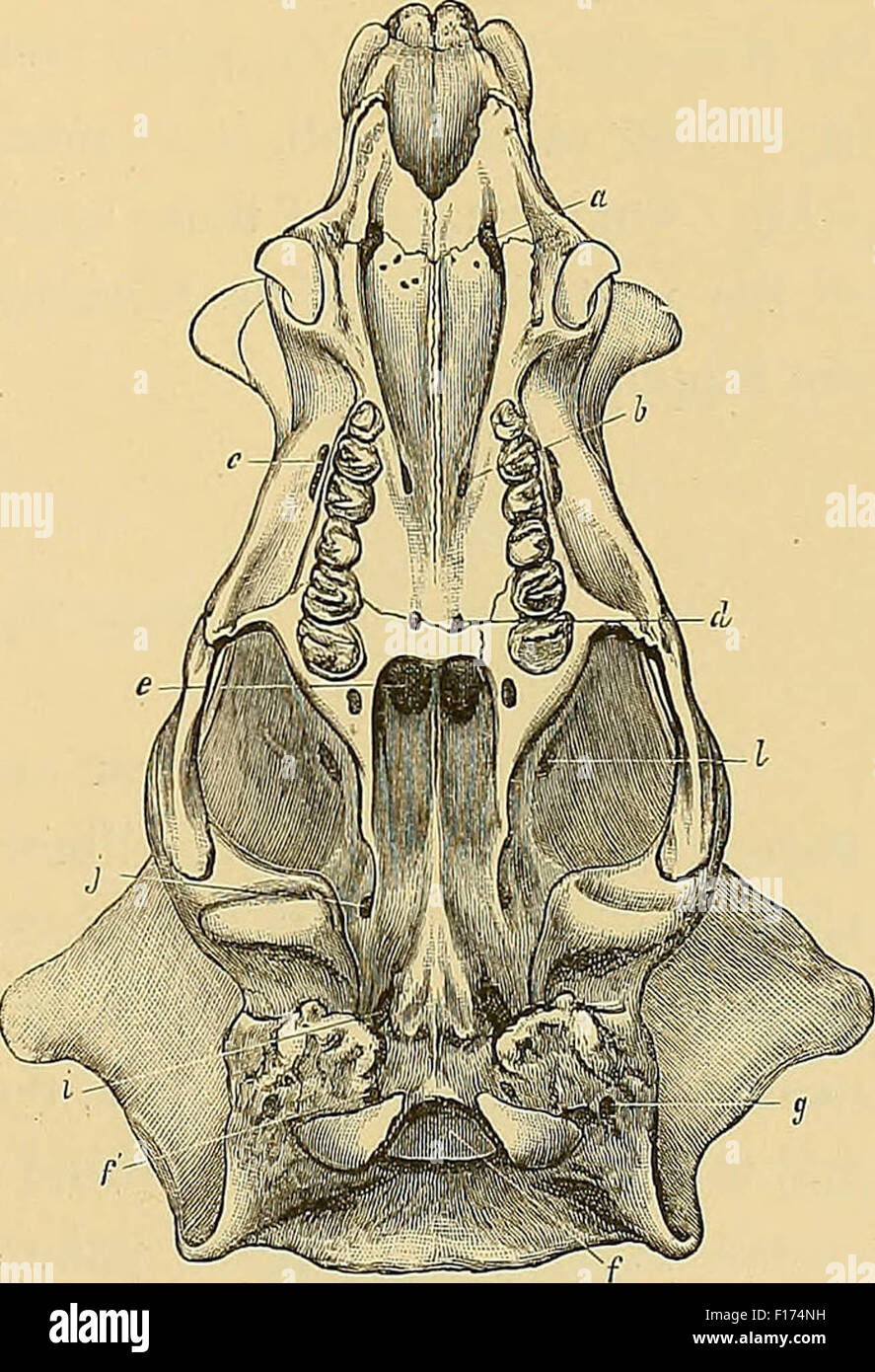 Schéma du crâne de dinosaure Banque D'Images