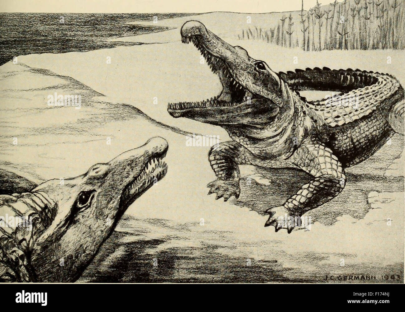 Crocodiles Banque D'Images