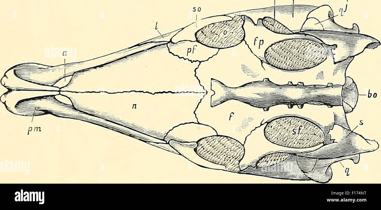 Crâne de dinosaure Banque D'Images