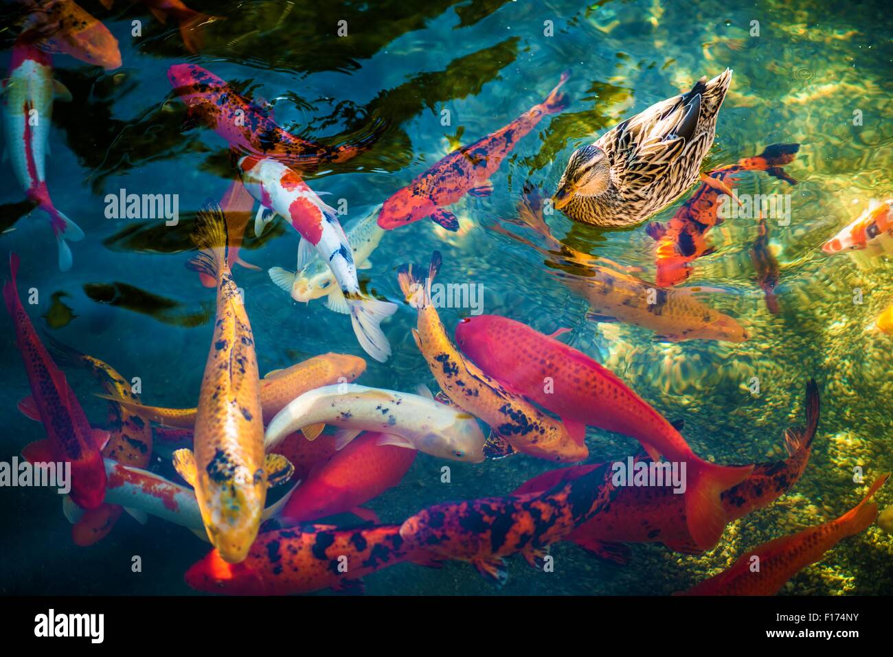 Grand Goldfishes colorés ou Koi pêché et le canard sur la surface. Nishikigoi colorés. Les variétés ornementales domestiquées de C Banque D'Images