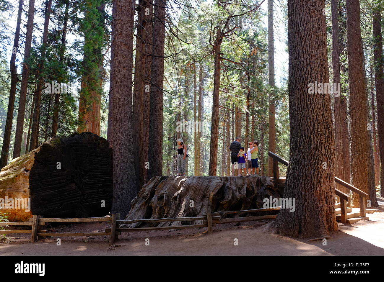 La découverte Tree à Comté de grands arbres State Park en Californie. Banque D'Images