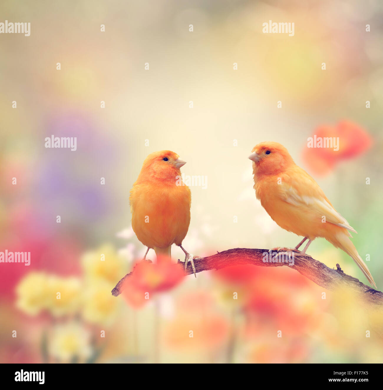 Les oiseaux jaunes se percher dans le jardin Banque D'Images