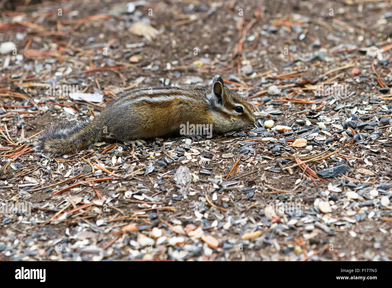 Libre d'un petit écureuil se nourrissant de noix dans le sol forestier Banque D'Images