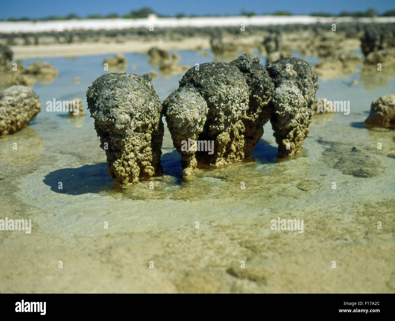 Les stromatolites, HAMELIN POOL, LA BAIE SHARK, AUSTRALIE OCCIDENTALE Banque D'Images