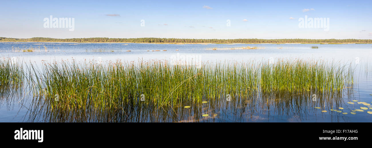 Photo panoramique d'un livre vert roseau ou la culture de la canne à sucre dans un lac, dans un beau jour d'été Banque D'Images