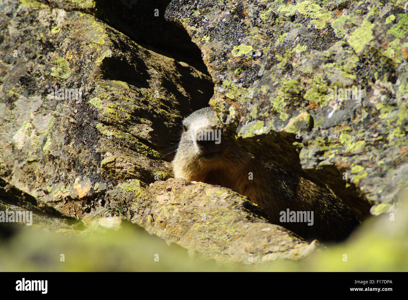 Marmot près de la den, lair marmot mountain rock soleil Banque D'Images
