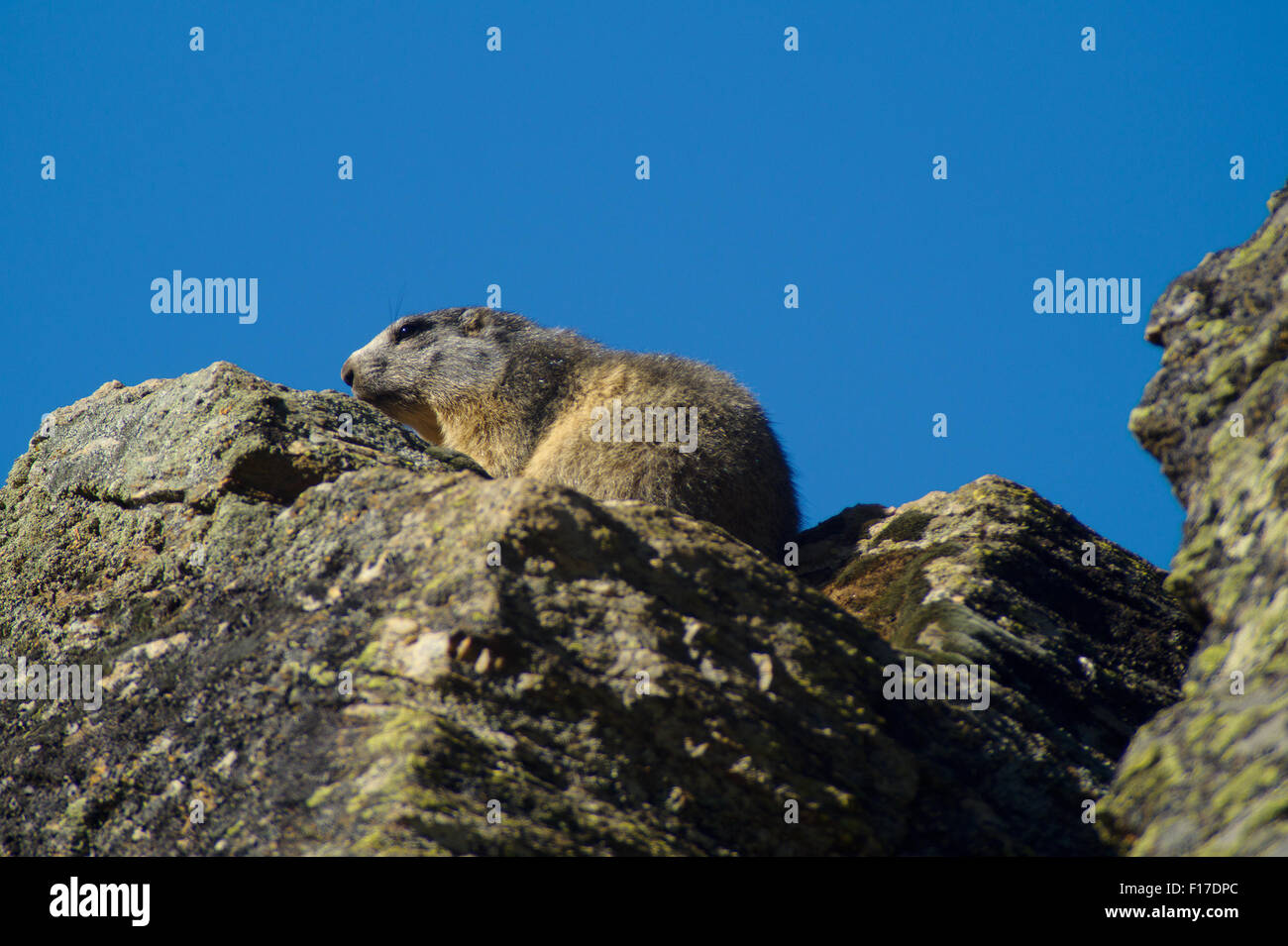 Marmot près de la den, lair marmot mountain rock soleil Banque D'Images