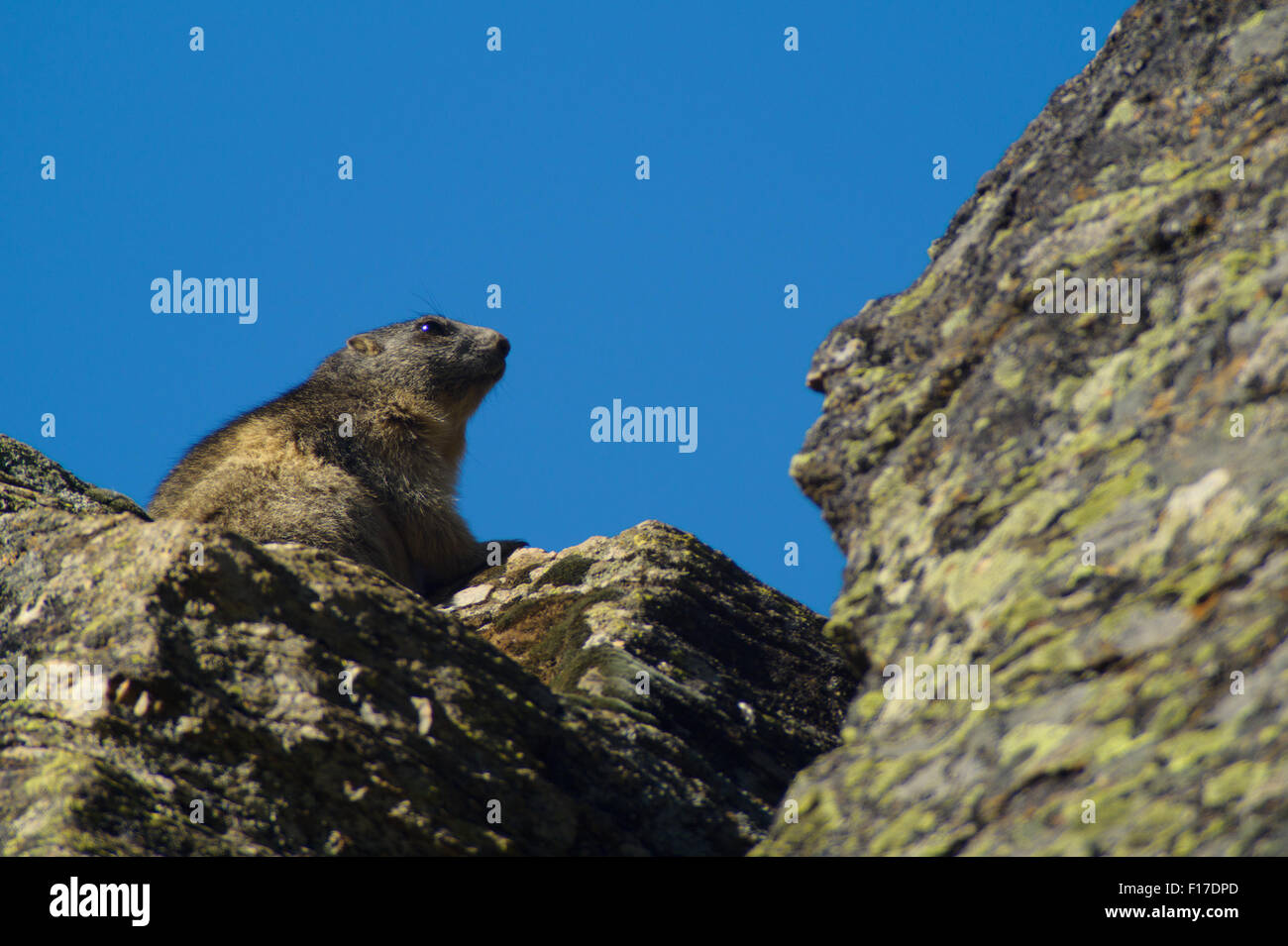 Marmot près de la den, lair marmot mountain rock soleil Banque D'Images