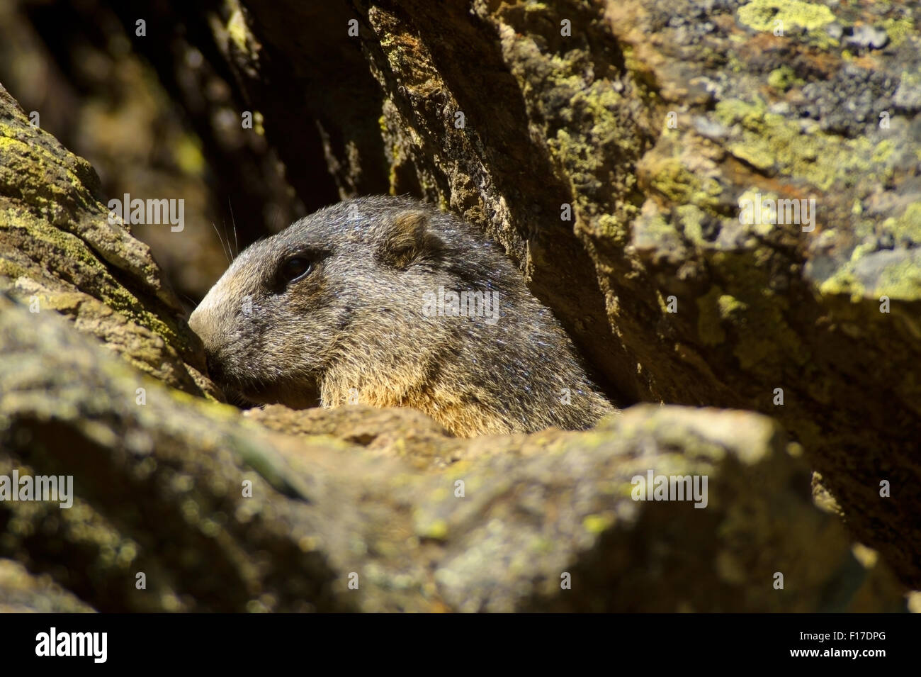 Marmot près de la den, lair marmot mountain rock soleil Banque D'Images