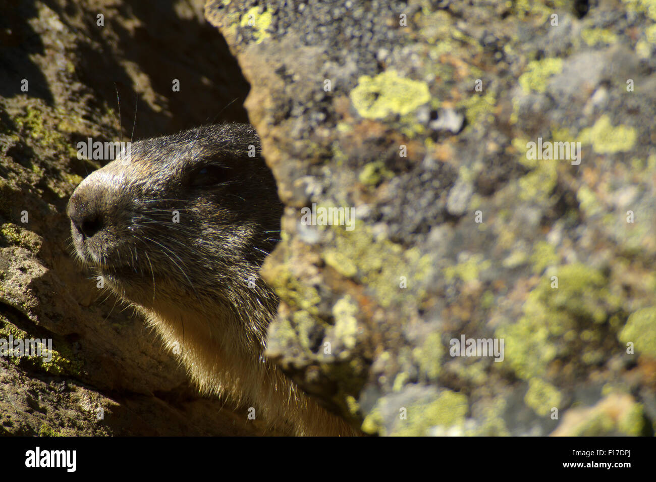 Marmot près de la den, lair marmot mountain rock soleil Banque D'Images