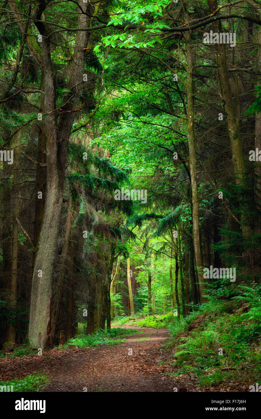 Paysage de rêve dans la forêt avec un chemin menant dans les verts lumineux encadrée par des arbres sombres Banque D'Images