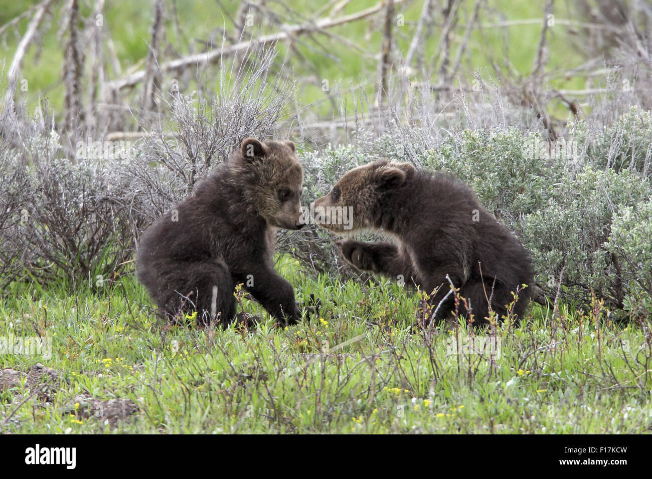 13 mai 2015 - Les jeunes oursons grizzlis spar à Grand Teton National Park © Keith R. Crowley/ZUMA/Alamy Fil Live News Banque D'Images