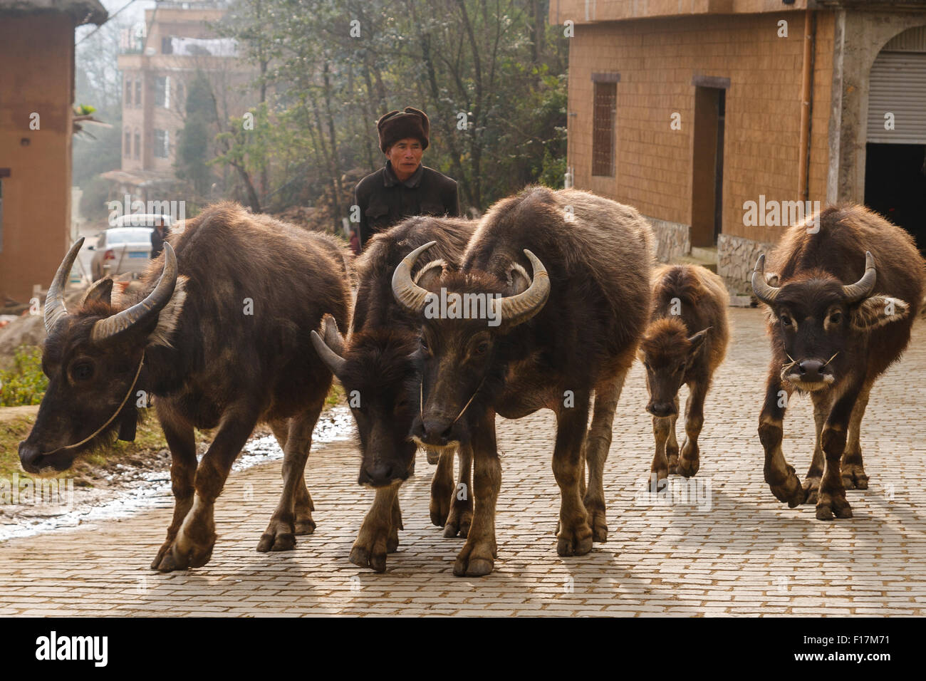 Buffles d'eau et herder dans un village chinois dans la région de Yuanyang, Yunnan, Chine Banque D'Images