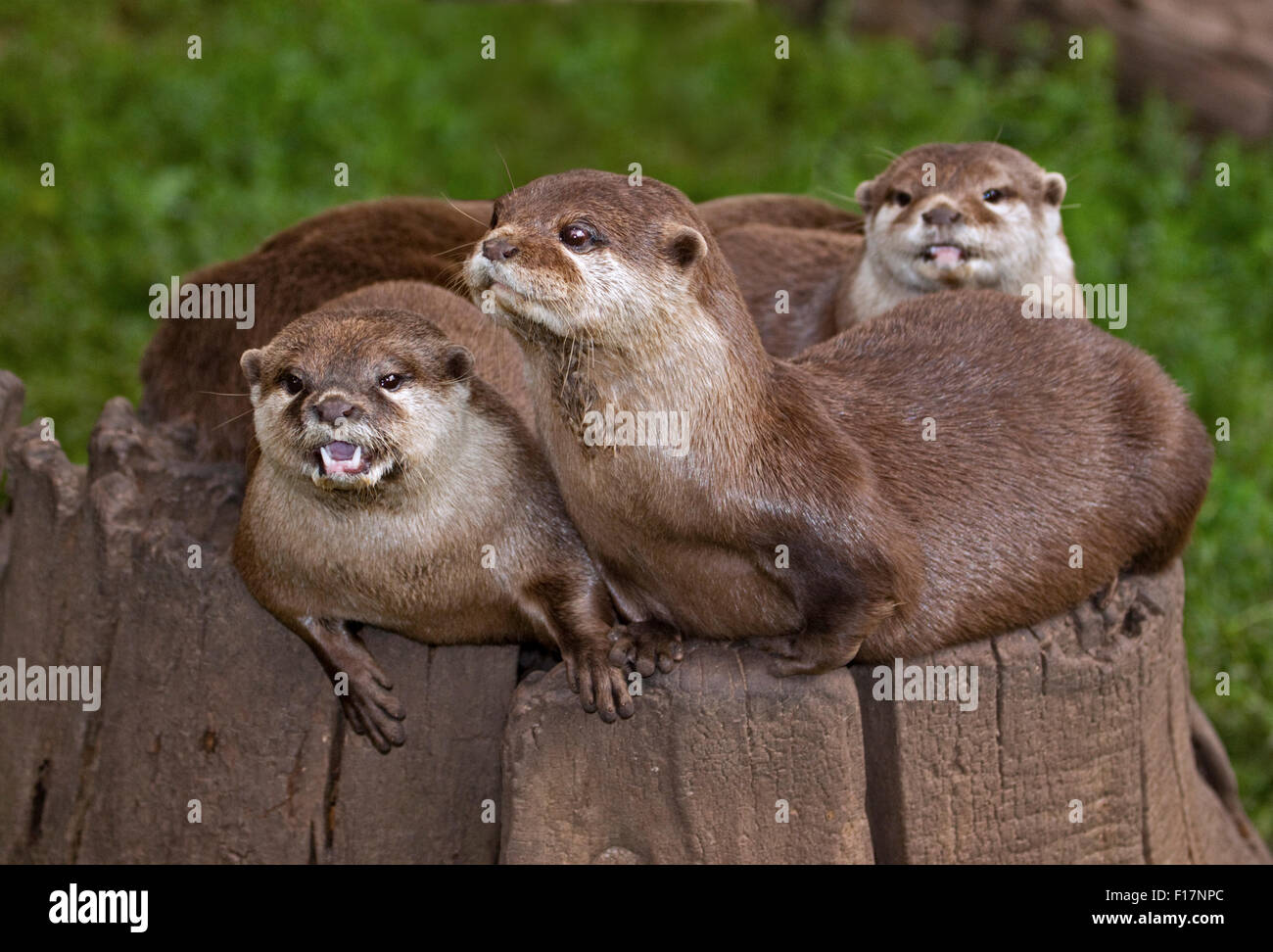 Les Loutres Cendrées Asiatiques (aonyx cinerea) Banque D'Images