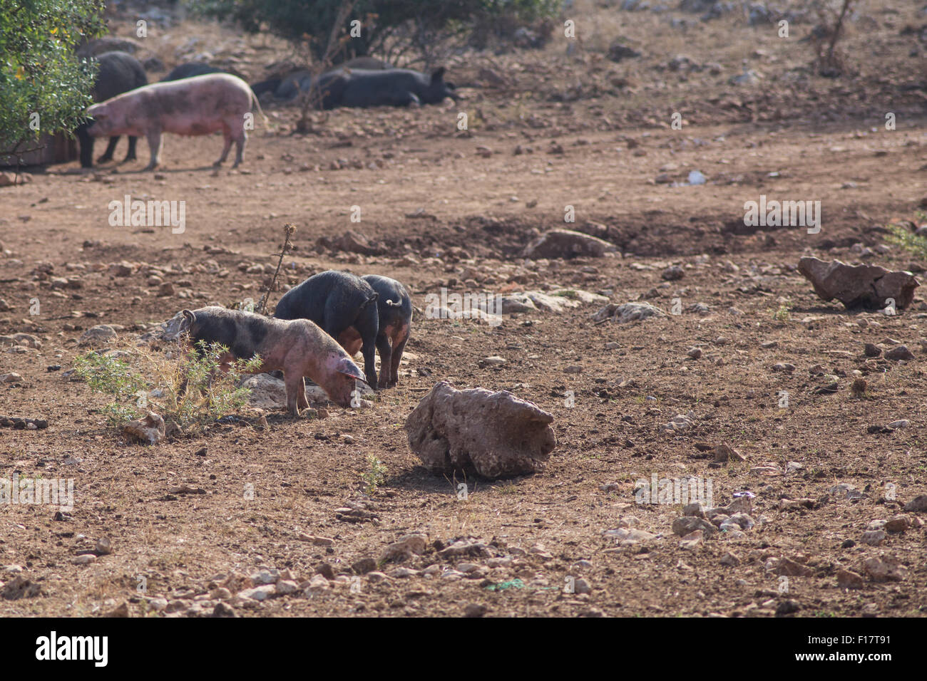 L'élevage des porcs en Italie - ferme biologique 'Querceto', Putignano, Bari. Banque D'Images