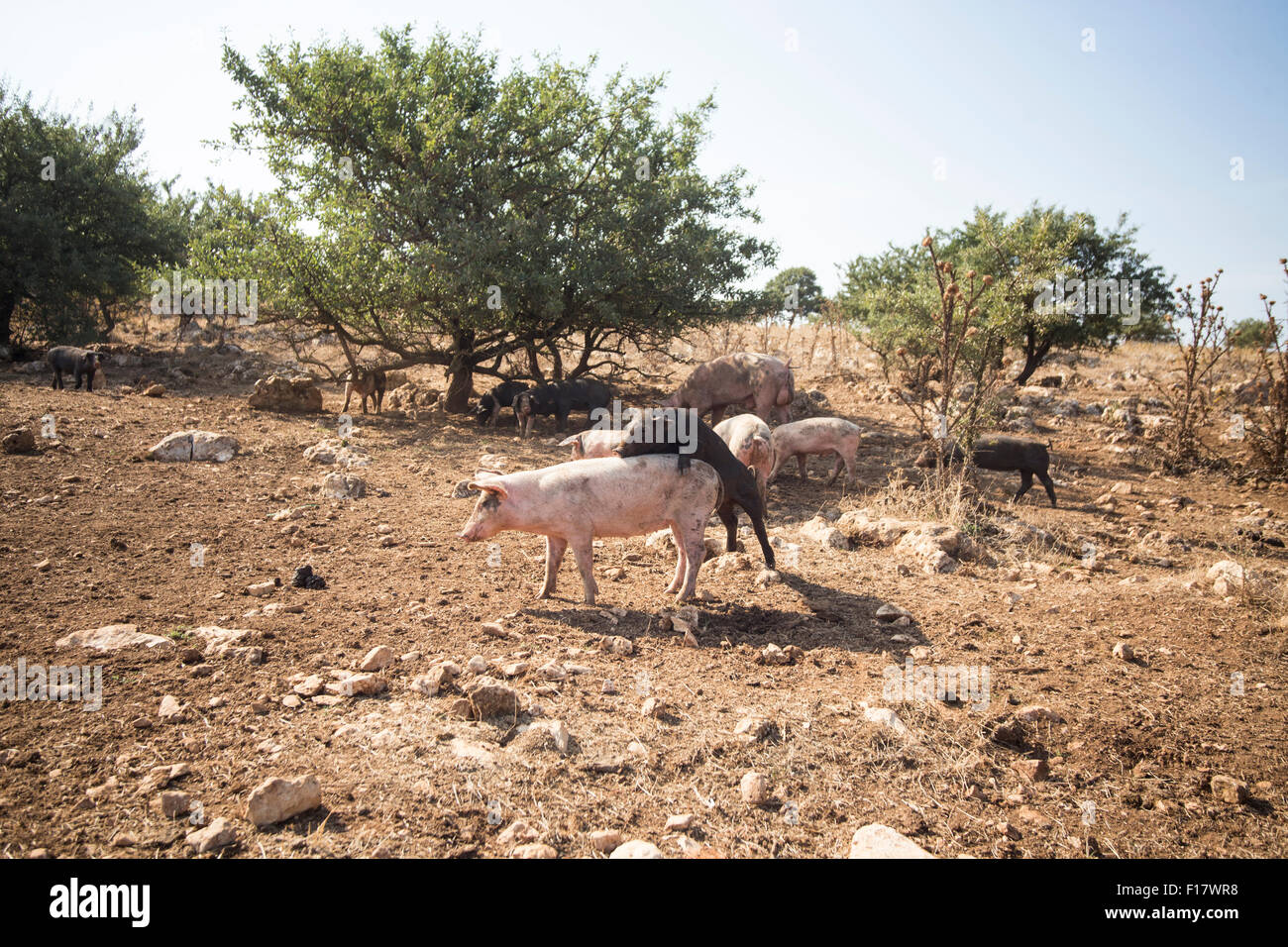 L'élevage des porcs en Italie - ferme biologique 'Querceto', Putignano, Bari. Banque D'Images