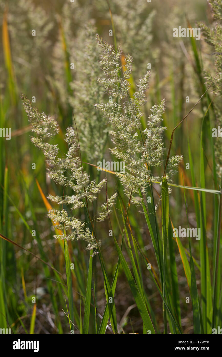 Petit-bois, reed Land-Reitgras Landreitgras bushgrass,,, Sand-Reitgras, Calamagrostis epigejos, Calamagrostis commun Banque D'Images