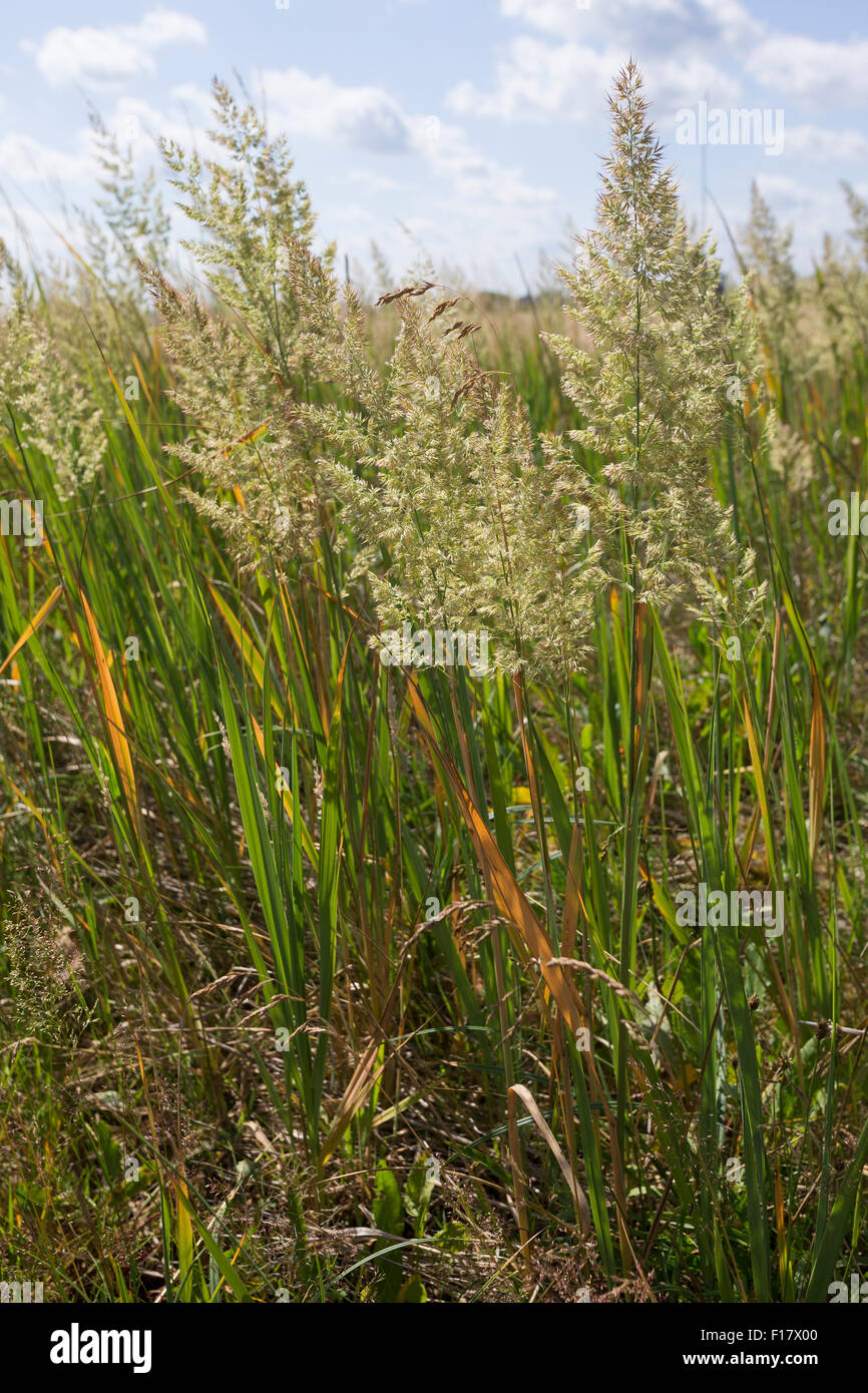 Petit-bois, reed Land-Reitgras Landreitgras bushgrass,,, Sand-Reitgras, Calamagrostis epigejos, Calamagrostis commun Banque D'Images