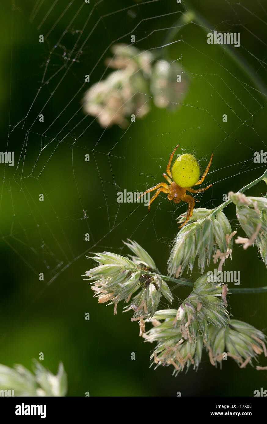 Araignée courge, citrouille, Kürbis-Spinne Kürbisspinne, araignée Araniella cucurbitina Araniella, oder opistographa Banque D'Images