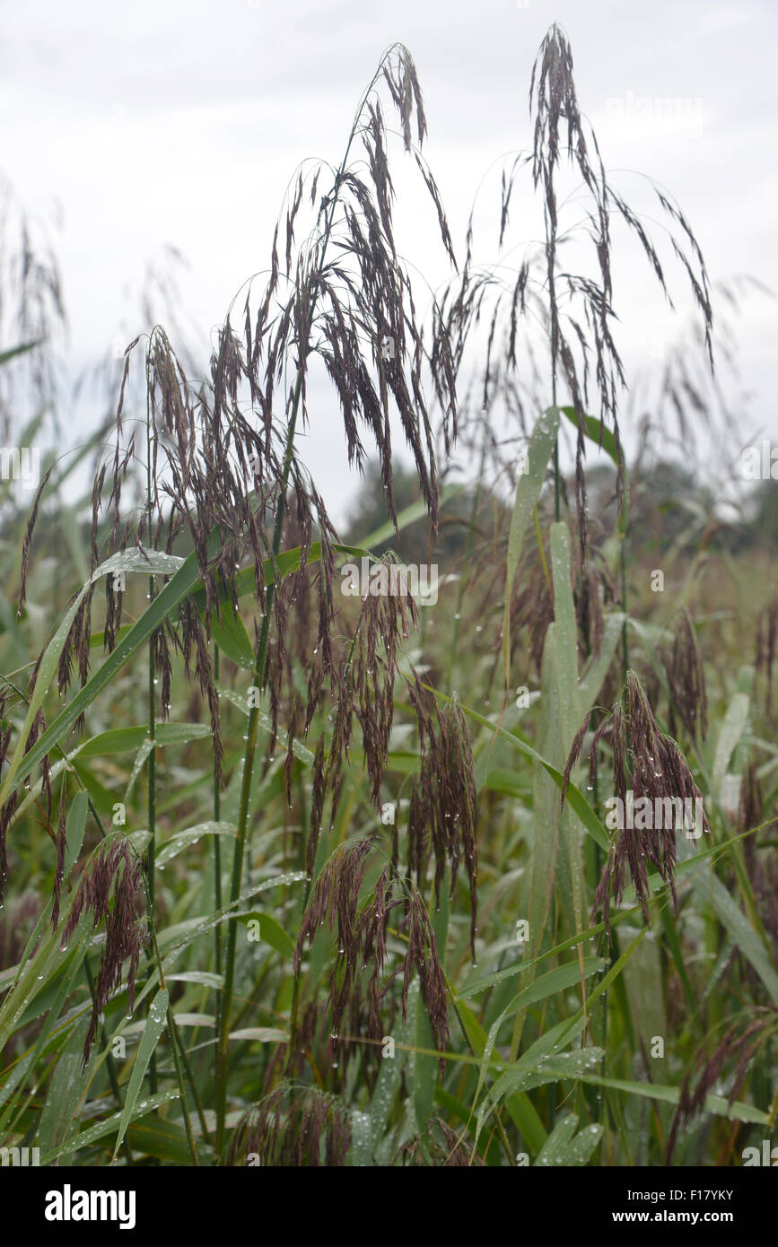 Les carex poussant sur des terres marécageuses Wiffen Fen, dans le Cambridgeshire, Angleterre Banque D'Images