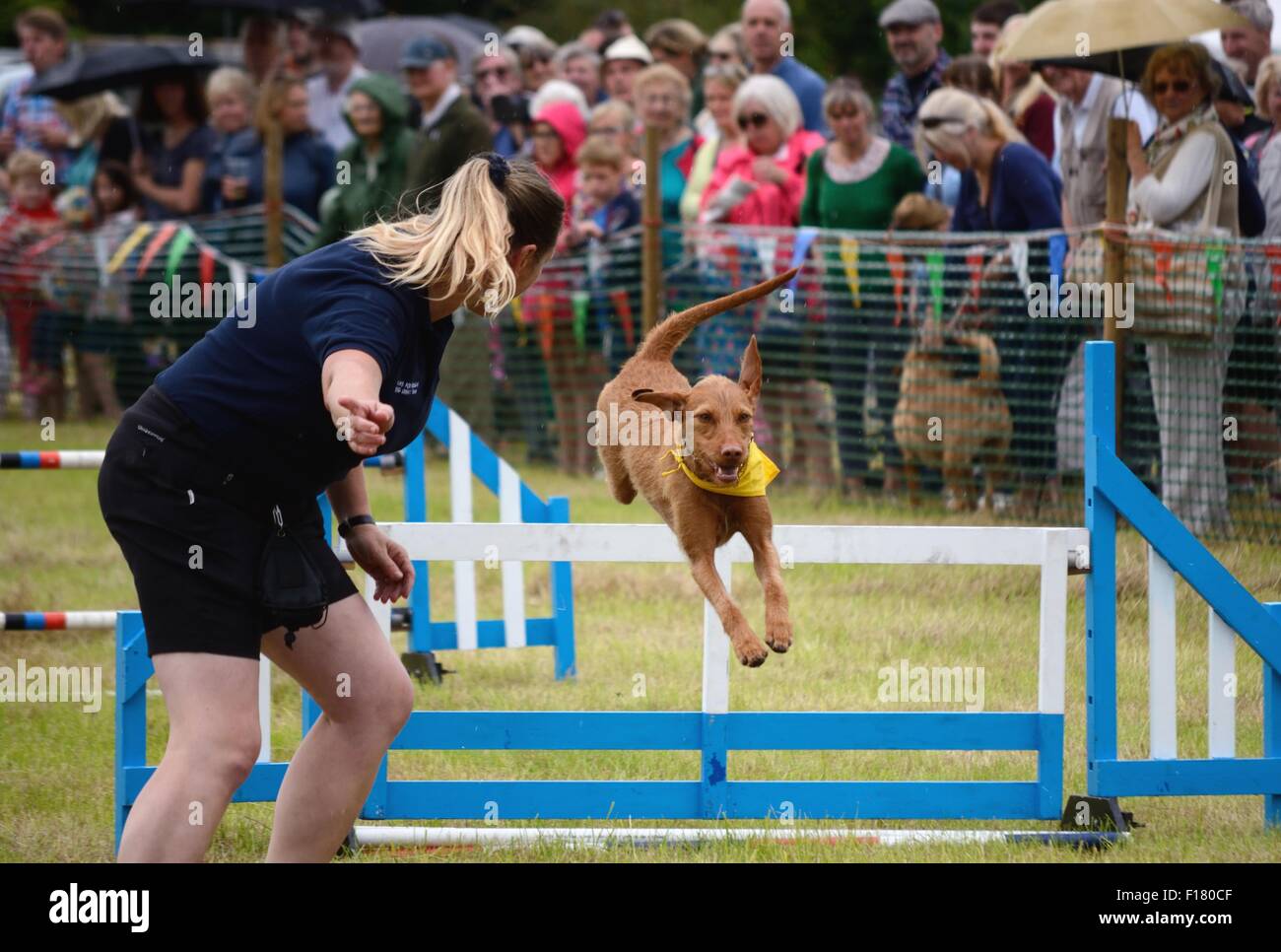 Chien sautant par-dessus un obstacle, les pattes de l'équipe de chien me donner en spectacle à un pays traditionnel dans le Hampshire, au Royaume-Uni Banque D'Images