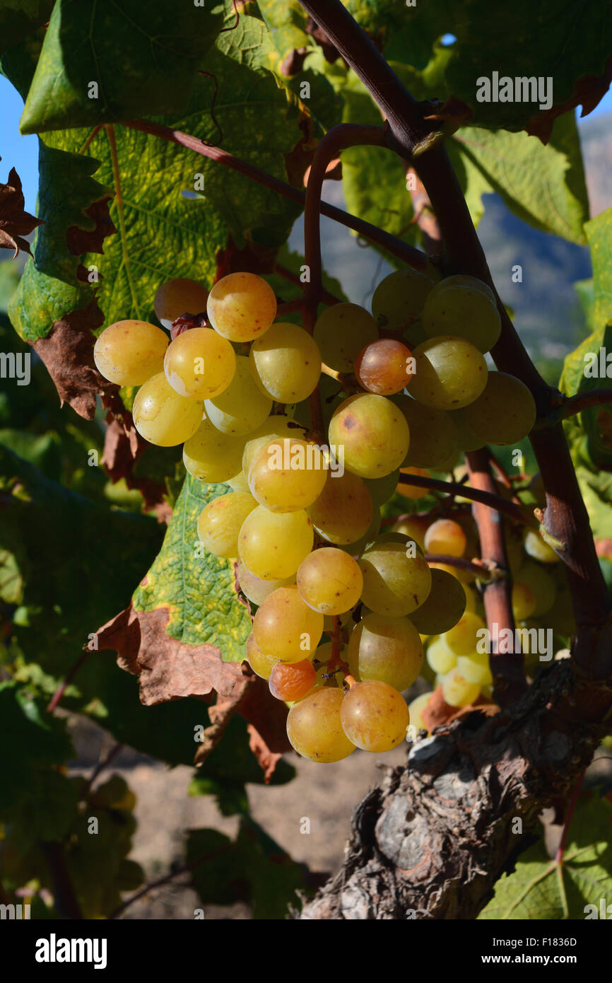 Muscat sur la vigne. Utilisé pour faire un vin de dessert de Moscatel. Espagne Banque D'Images