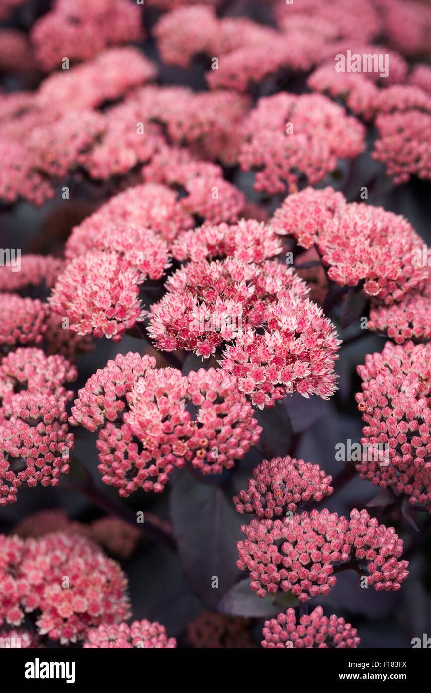 Hylotelephium 'José Aubergine'. Sedum 'José Aubergine'. Stonecrop fleurs. Banque D'Images