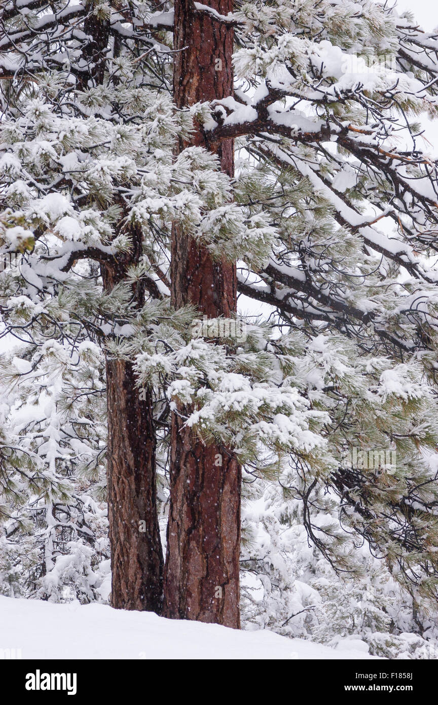 Jeffrey pins dans la neige ; Big Bear Lake, montagnes de San Bernardino, en Californie. Banque D'Images