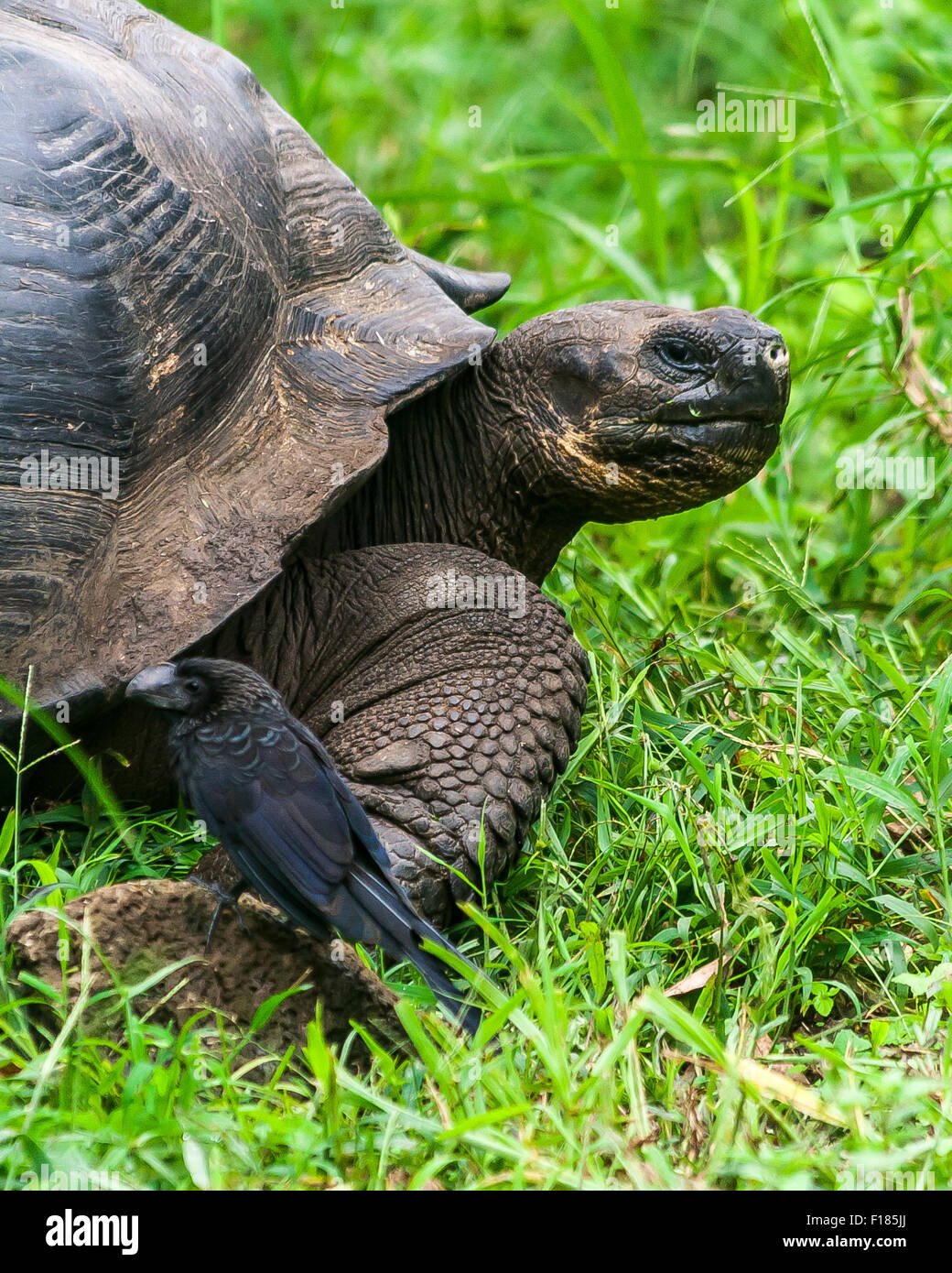 La visite d'un oiseau Ani Galapagos Tortue Banque D'Images