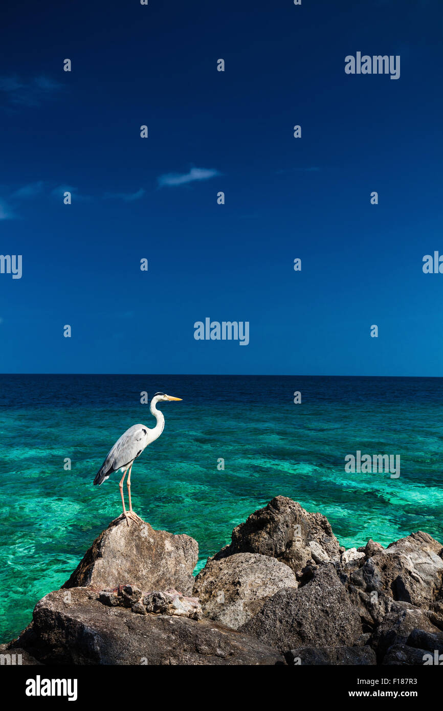 Grande Aigrette - white bird avec de longues jambes debout sur rock à côté de Ocean Banque D'Images