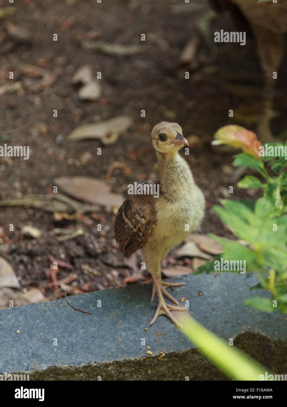 Bebe Paon Banque D Image Et Photos Alamy