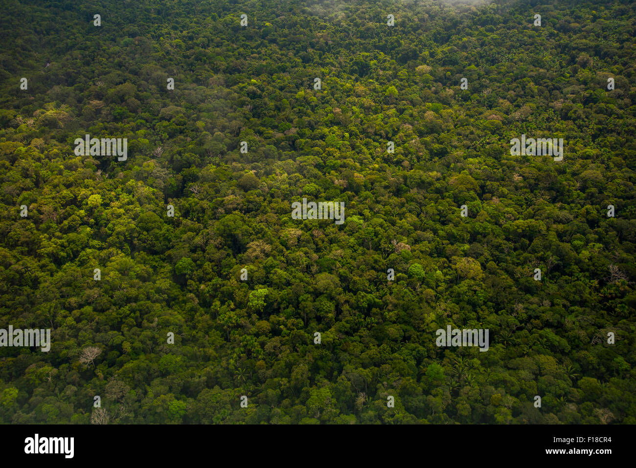 Amazon Rainforest aerial. La forêt primaire entre Iquitos, Pérou et frontière brésilienne Banque D'Images
