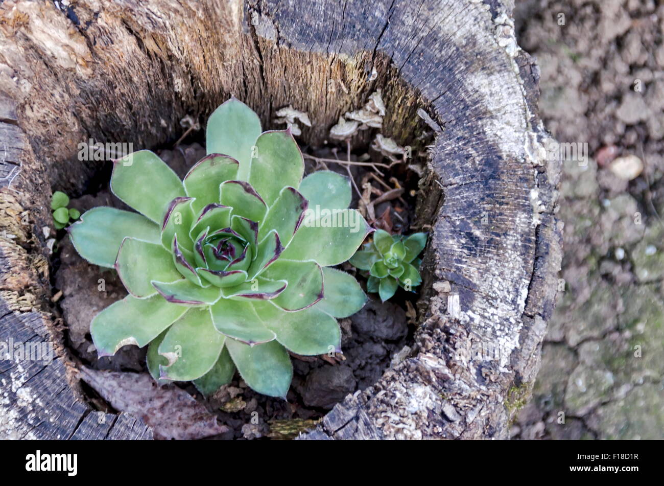 Photo de Poule et poussin ou crassulaceae fleurs succulentes dans le coffre, la Bulgarie Banque D'Images