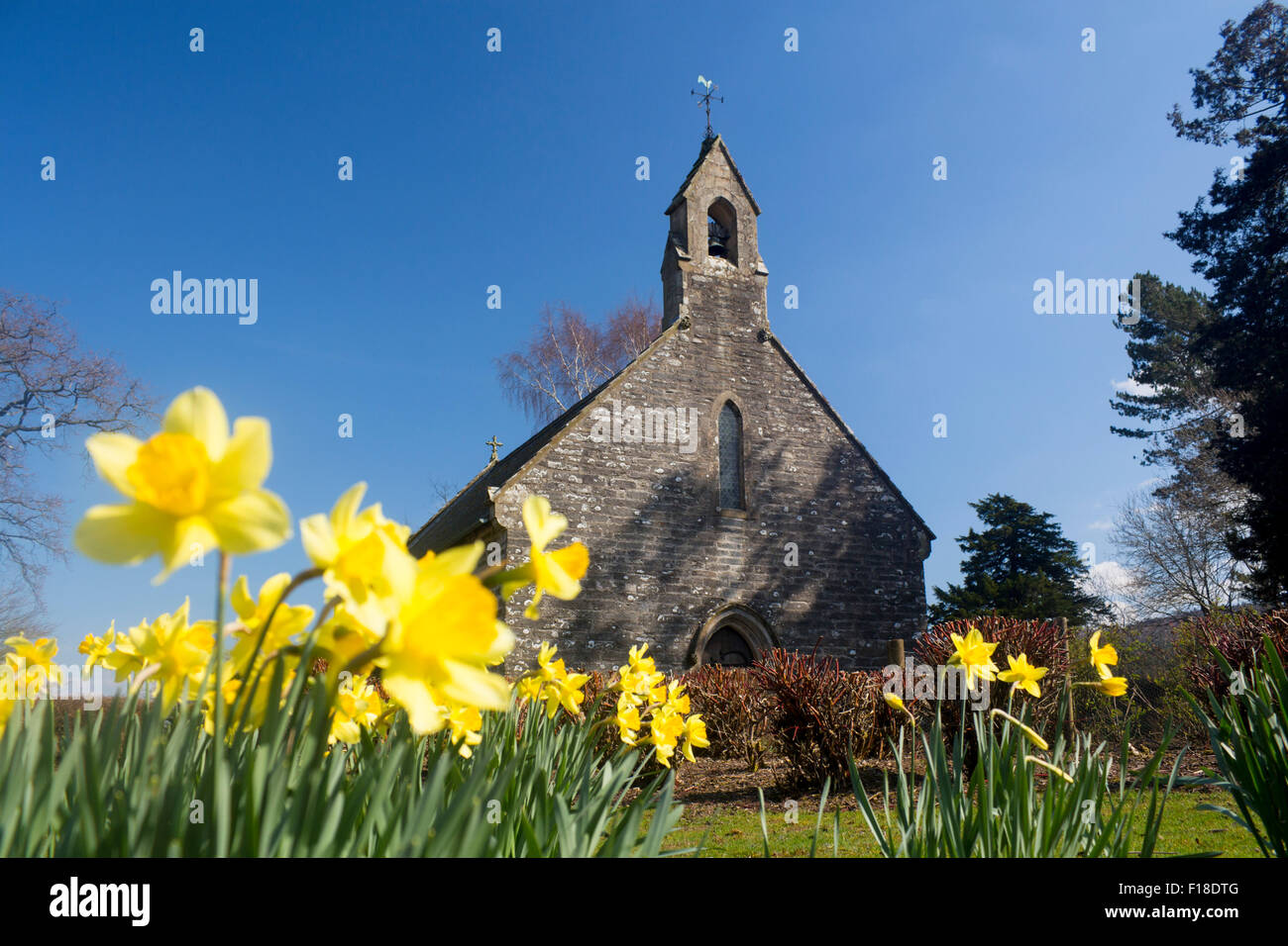 Chapelle de Tapis Tapis Capel au printemps Le printemps avec les jonquilles en premier plan près de Denbighshire Corwen North East Wales UK Banque D'Images