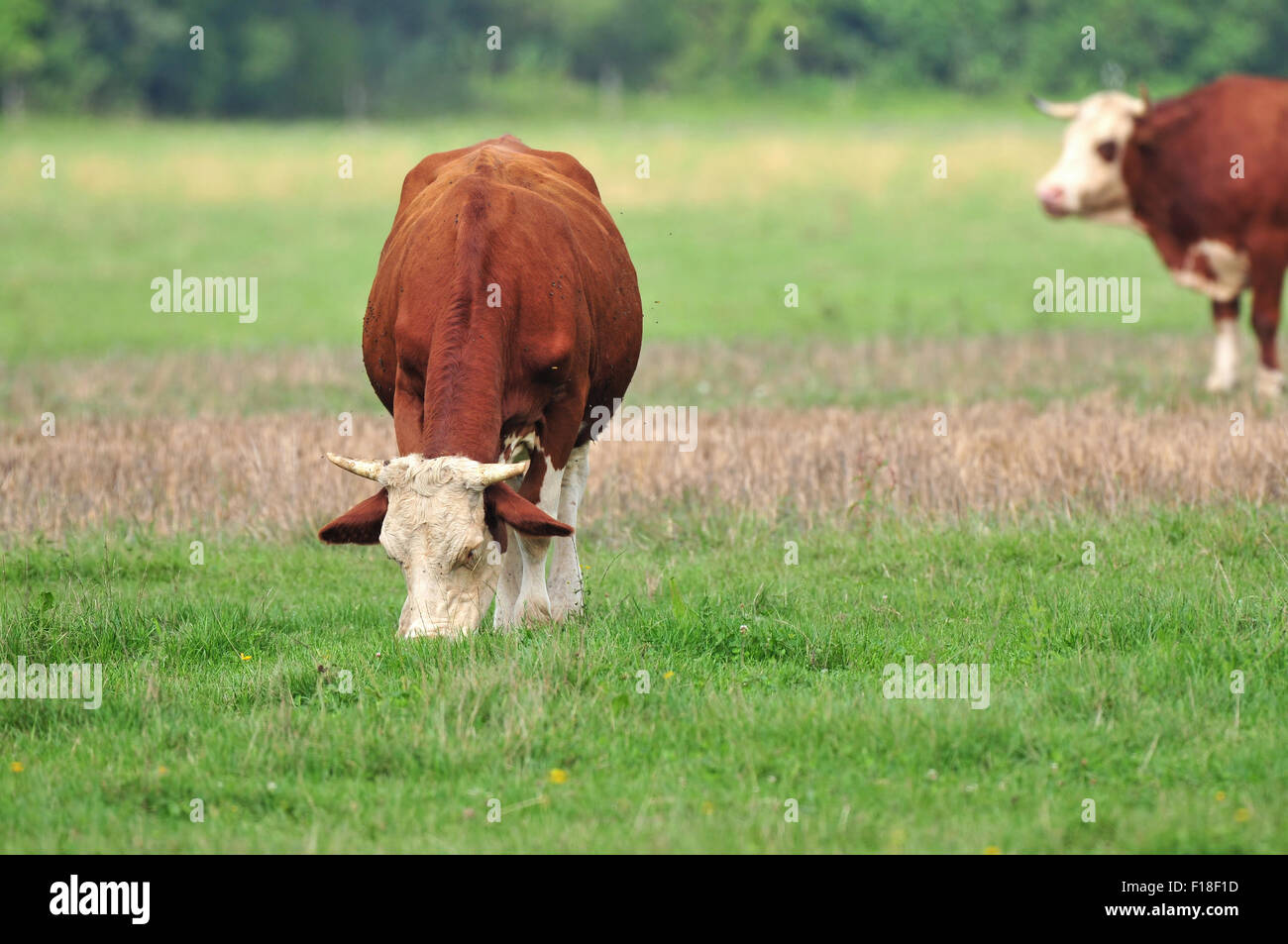 Photo de vache paissant dans un champ Banque D'Images