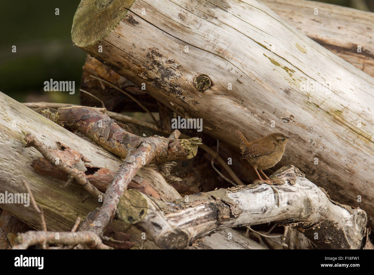 Le Troglodyte mignon (Troglodytes troglodytes) dans une pile de journaux. Banque D'Images