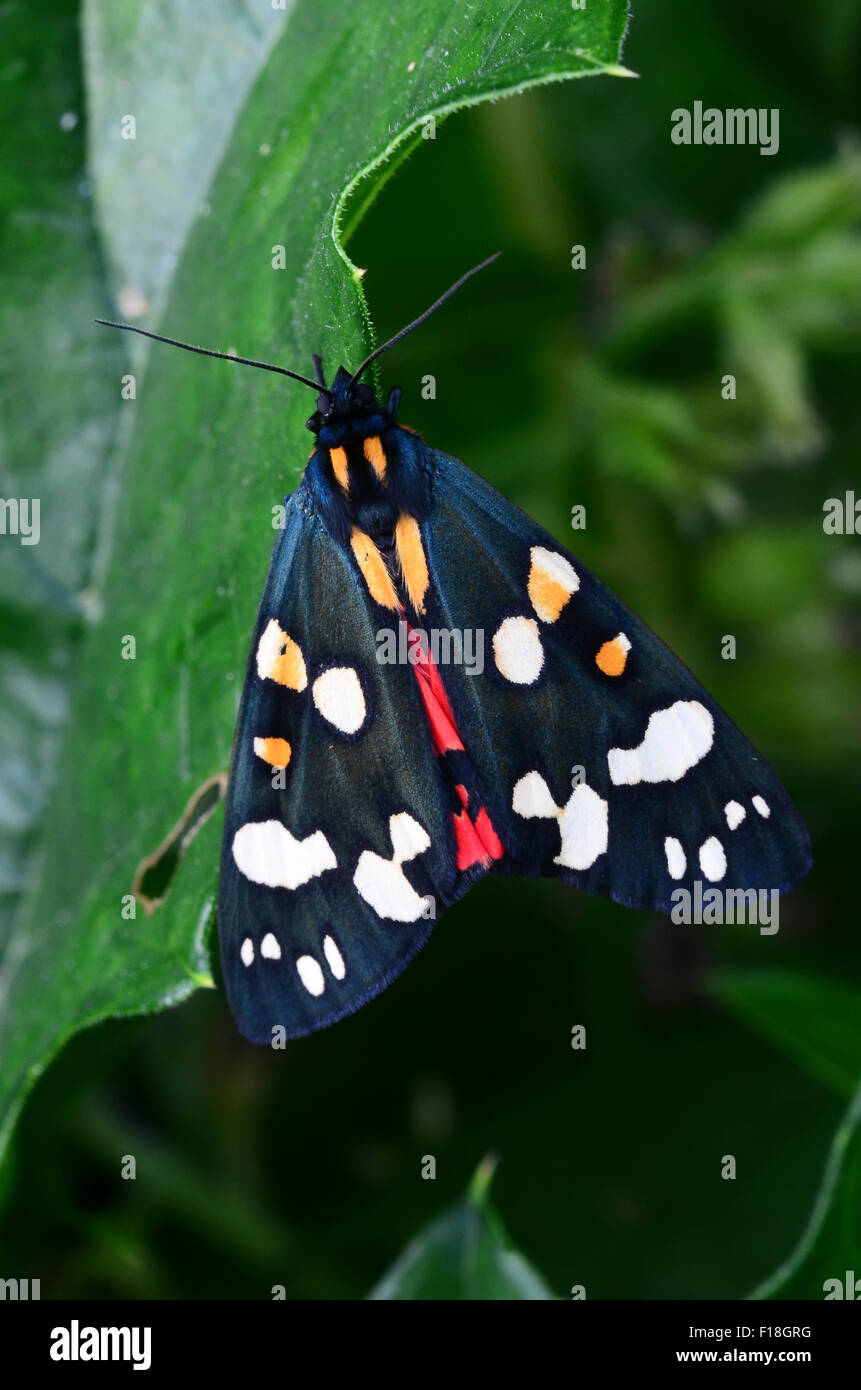 Scarlet Tiger Moth chenille sur feuilles d'ortie Dorset UK Banque D'Images