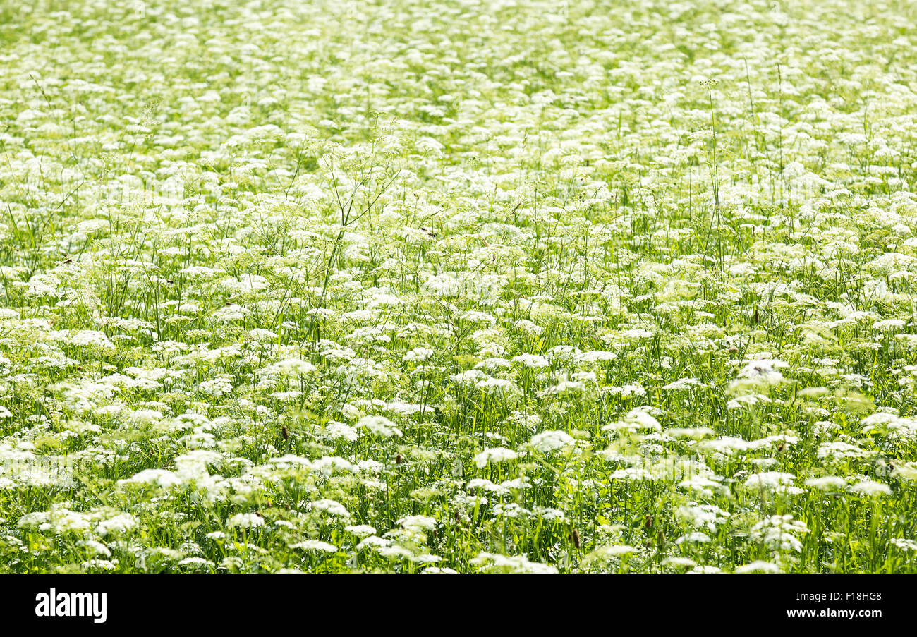 Champ vert avec des fleurs blanches. Banque D'Images