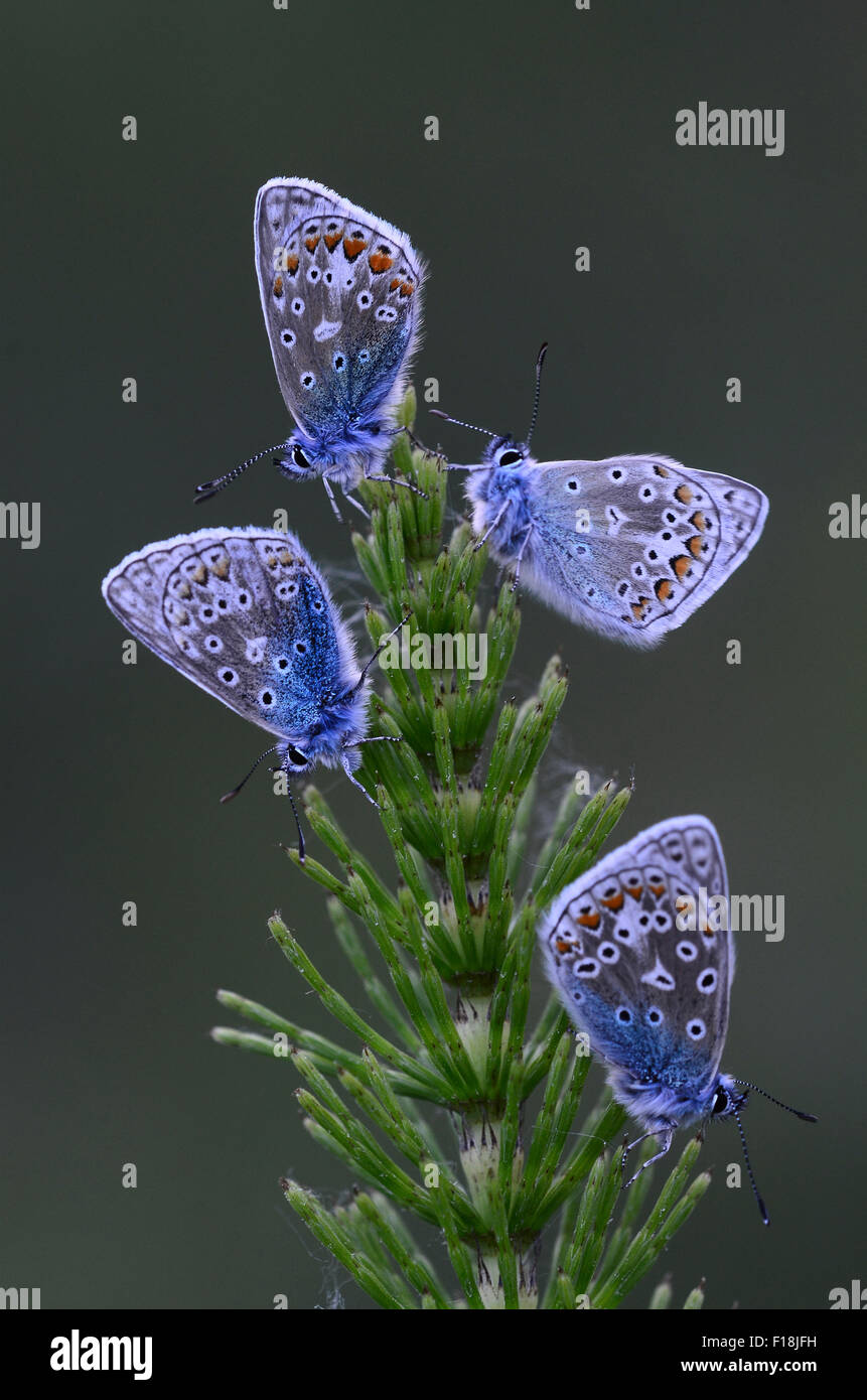 Quatre papillons bleu commun au repos UK Banque D'Images
